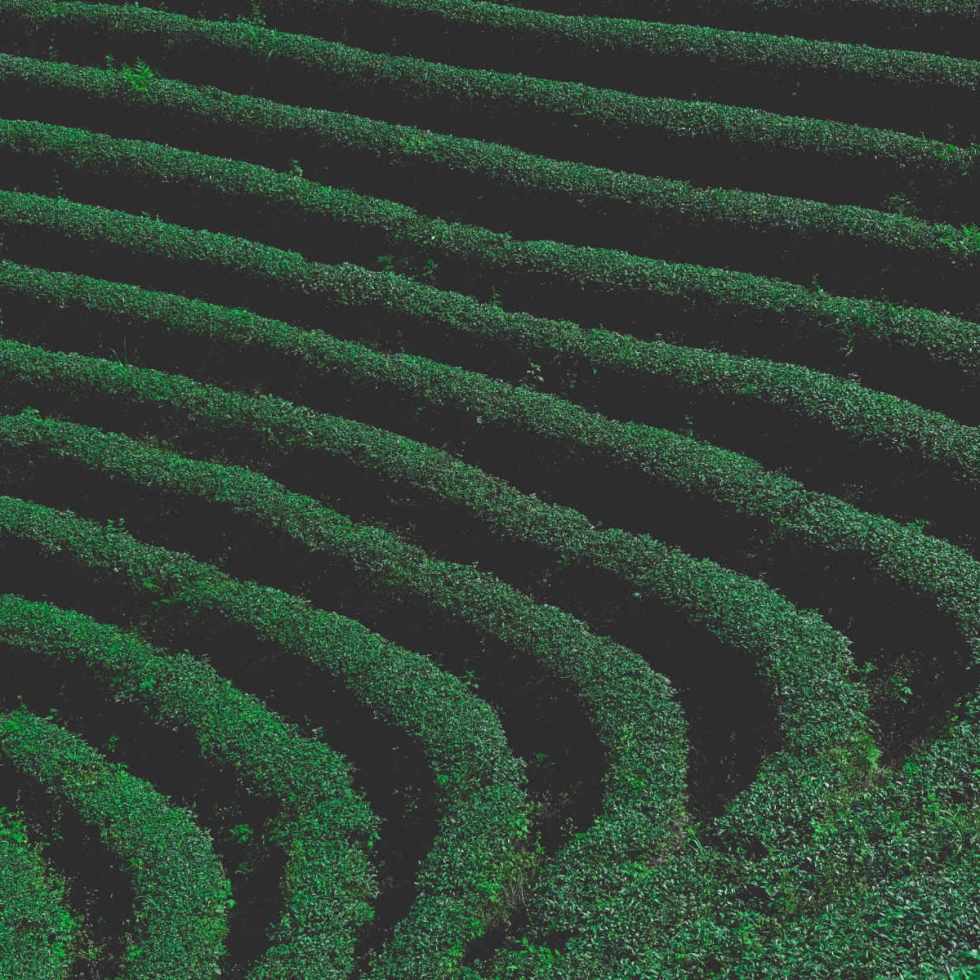 L'EGCG du thé vert pourrait prévenir les crises cardiaques