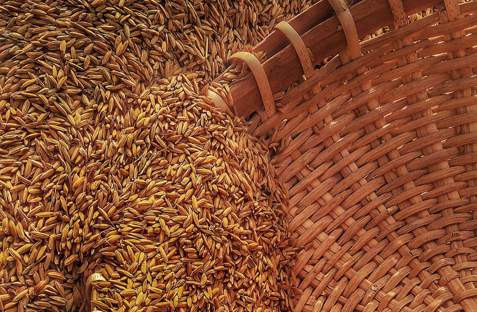 Un régime riche en grains entiers améliore le métabolisme du glucose