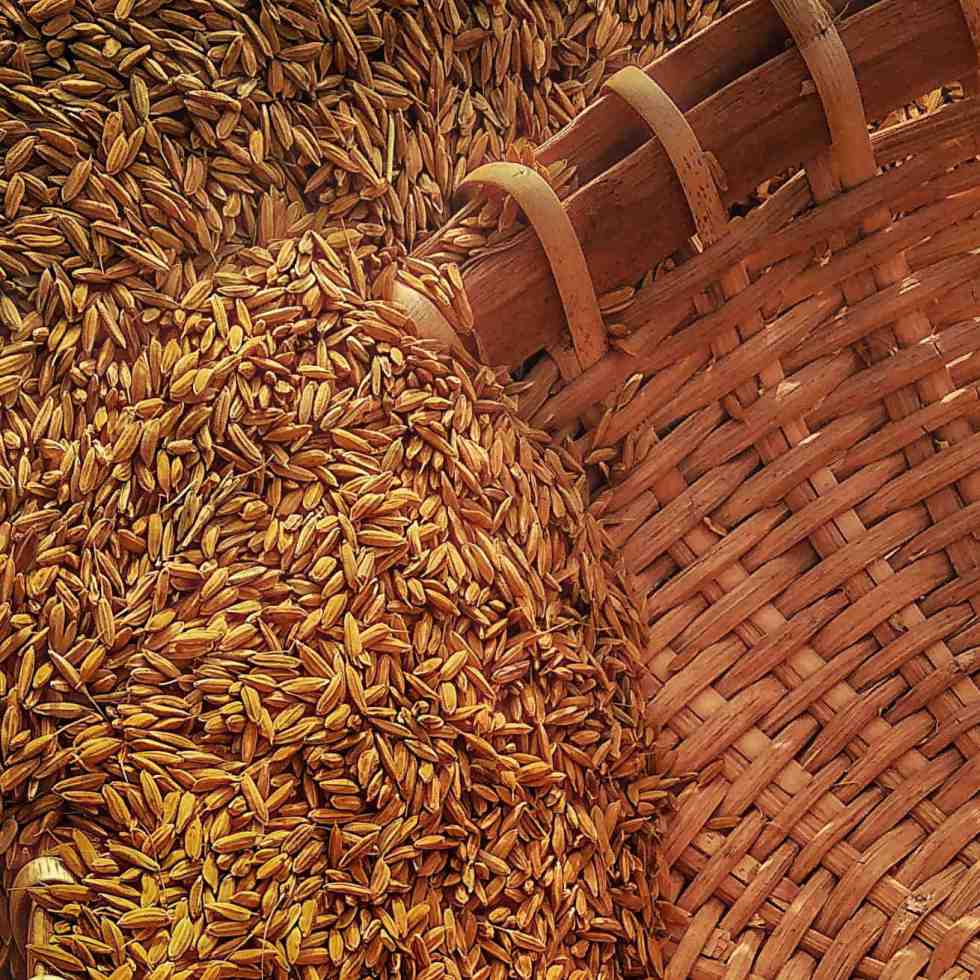 Un régime riche en grains entiers améliore le métabolisme du glucose