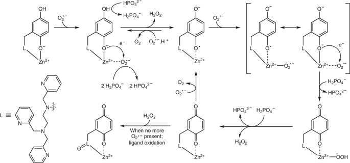 Combattre la superoxyde