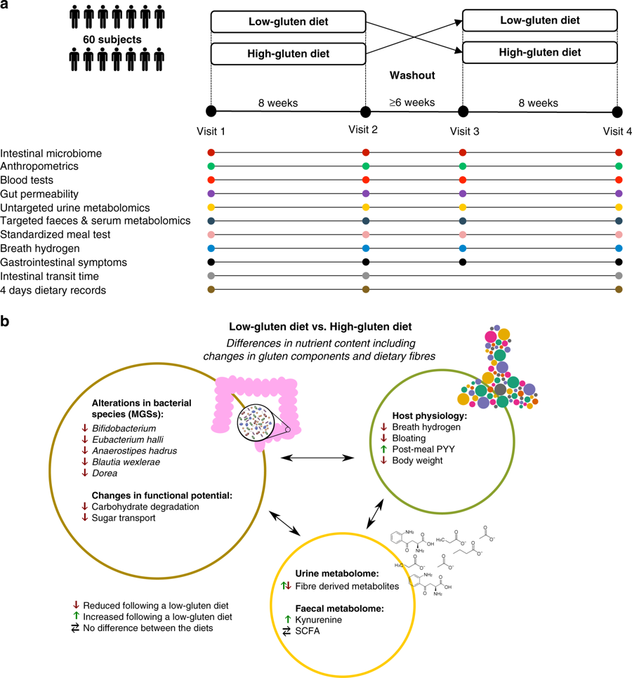 A low-gluten diet induces changes in the intestinal microbiome of healthy Danish adults
