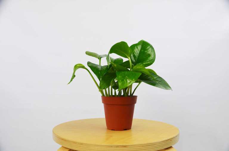 Lierre de pothos