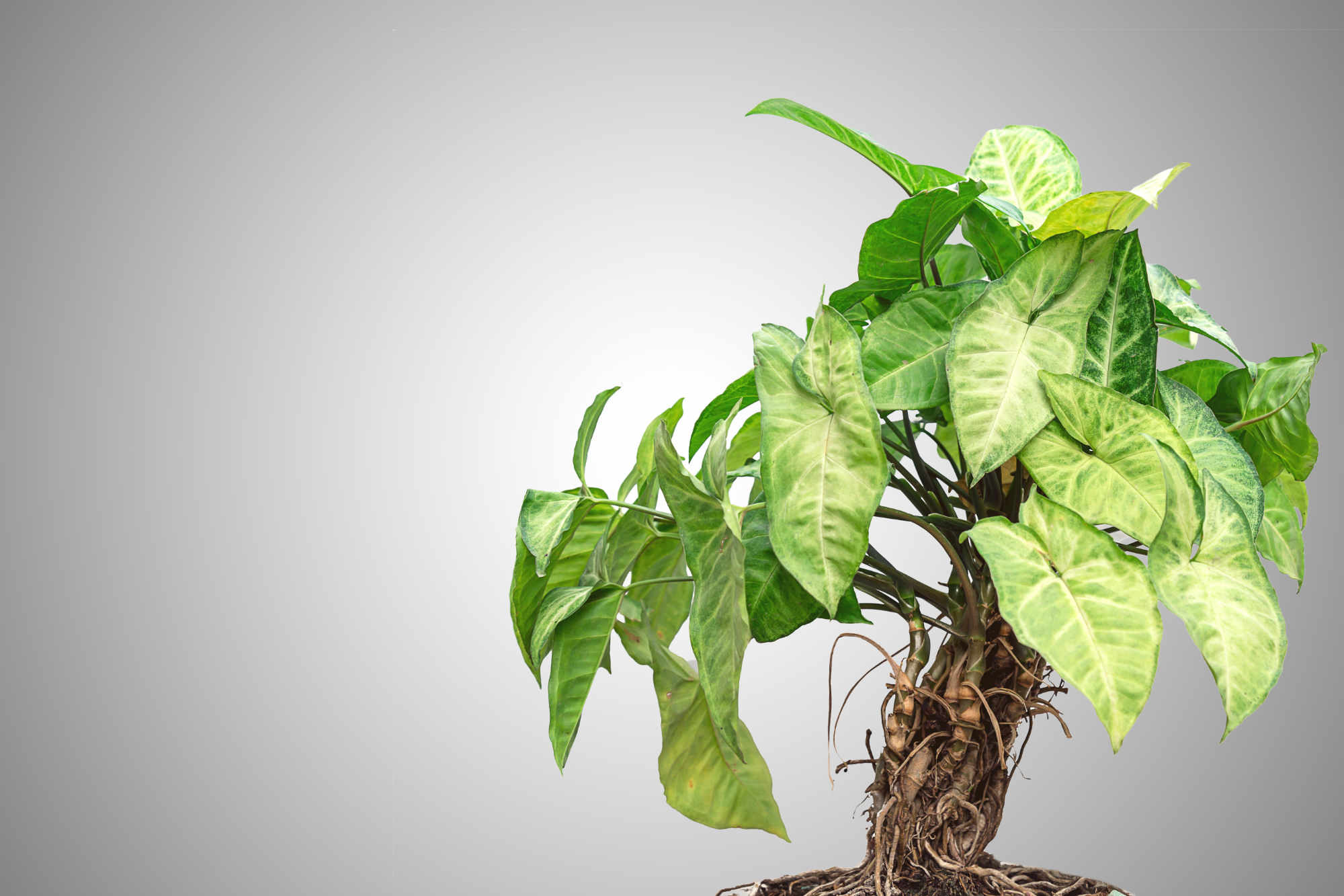 Lierre de pothos génétiquement modifié : une plante d'intérieur pour purifier l'air