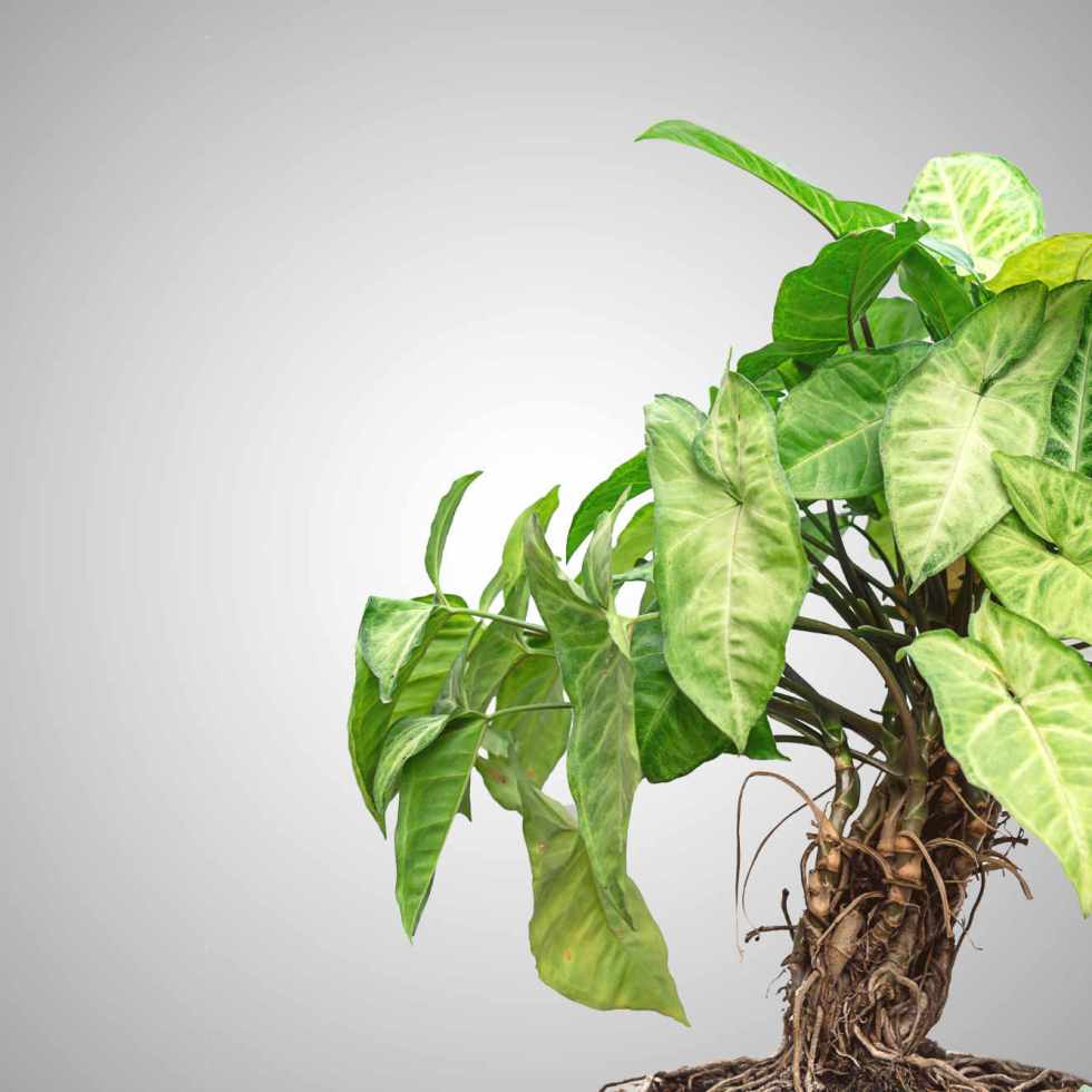 Lierre de pothos génétiquement modifié : une plante d'intérieur pour purifier l'air