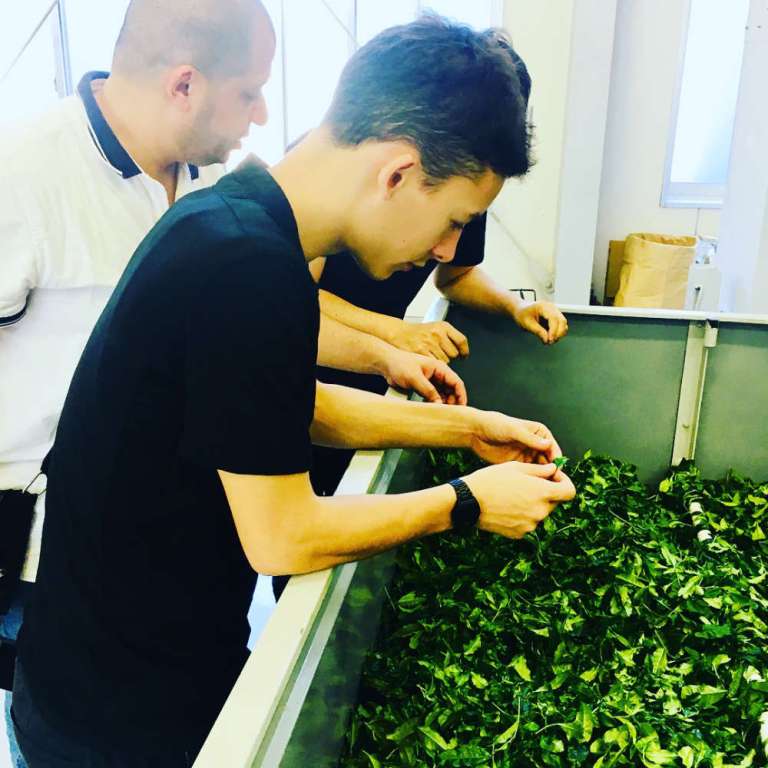 Récolte du thé à Yame