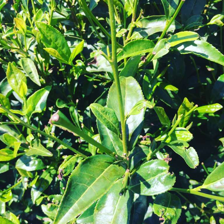 Plan de théier à Yame (Japon)