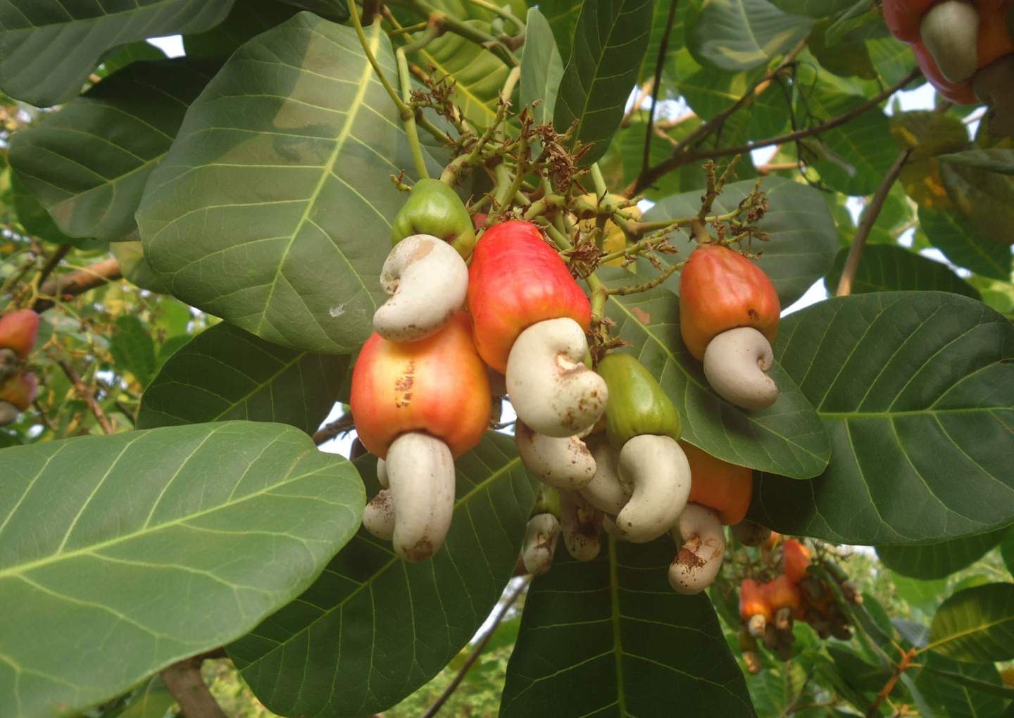 9 bienfaits de l’amande des noix de cajou – Blog Nutrition Santé