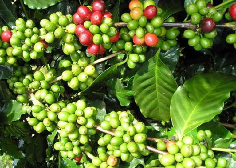 Griffonia Simplicifolia (Bandeiraea simplicifolia)