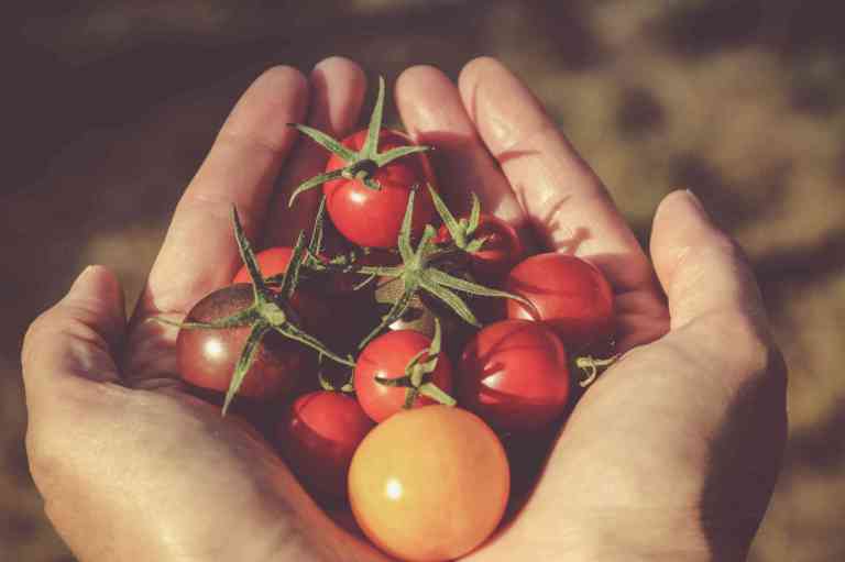 Les tomates sont une source principale d’antioxydants dans un régime alimentaire