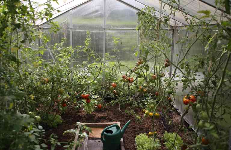 Cultiver vos tomates