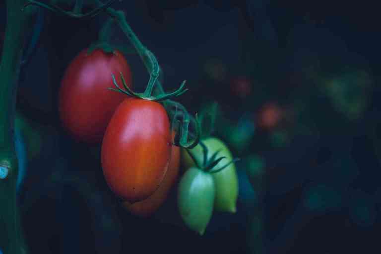 Les tomates sont une excellente source d'antioxydants