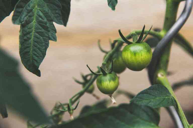 Tomates vertes dans un jardin