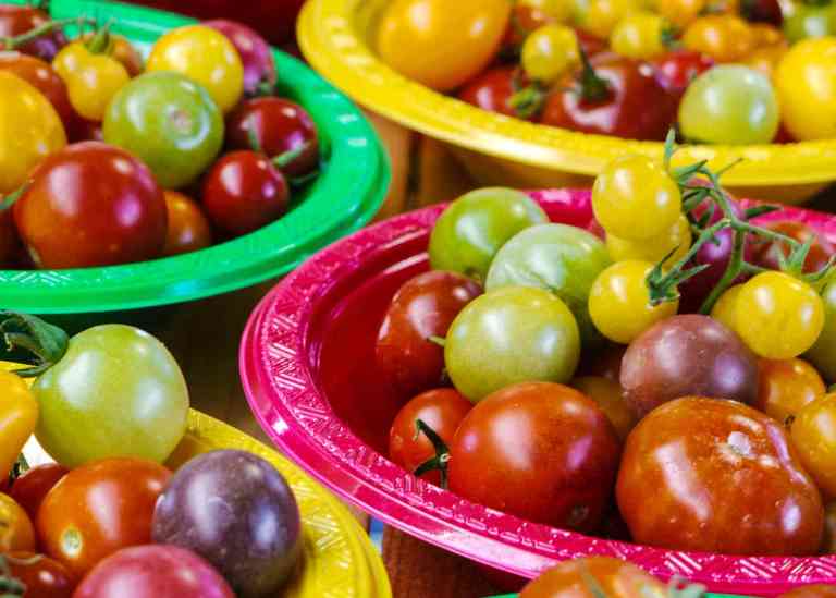Tomates de toutes les couleurs