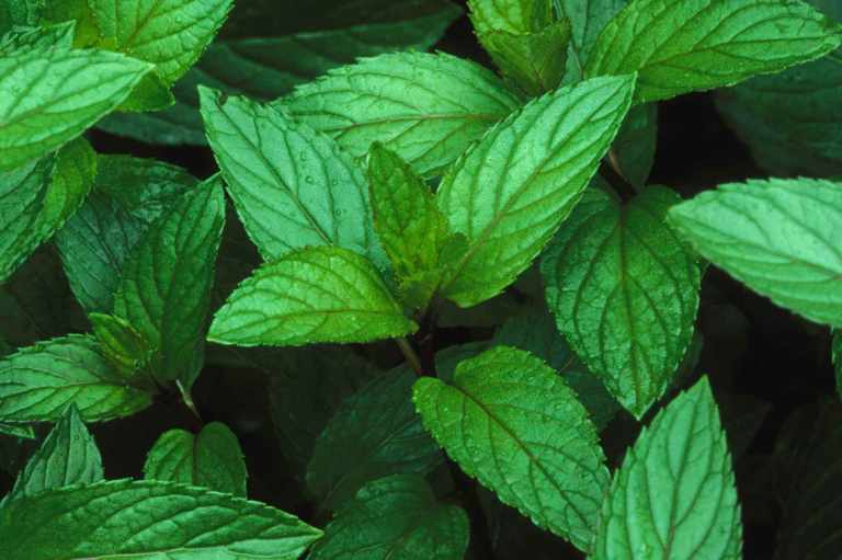 Peppermint, Mentha piperita, Mentha x piperita
