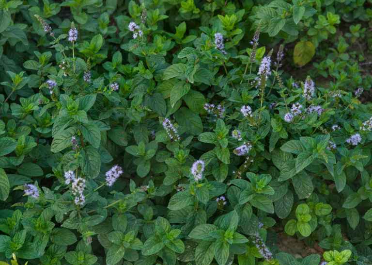 Des effets thérapeutiques prouvés de la menthe poivrée