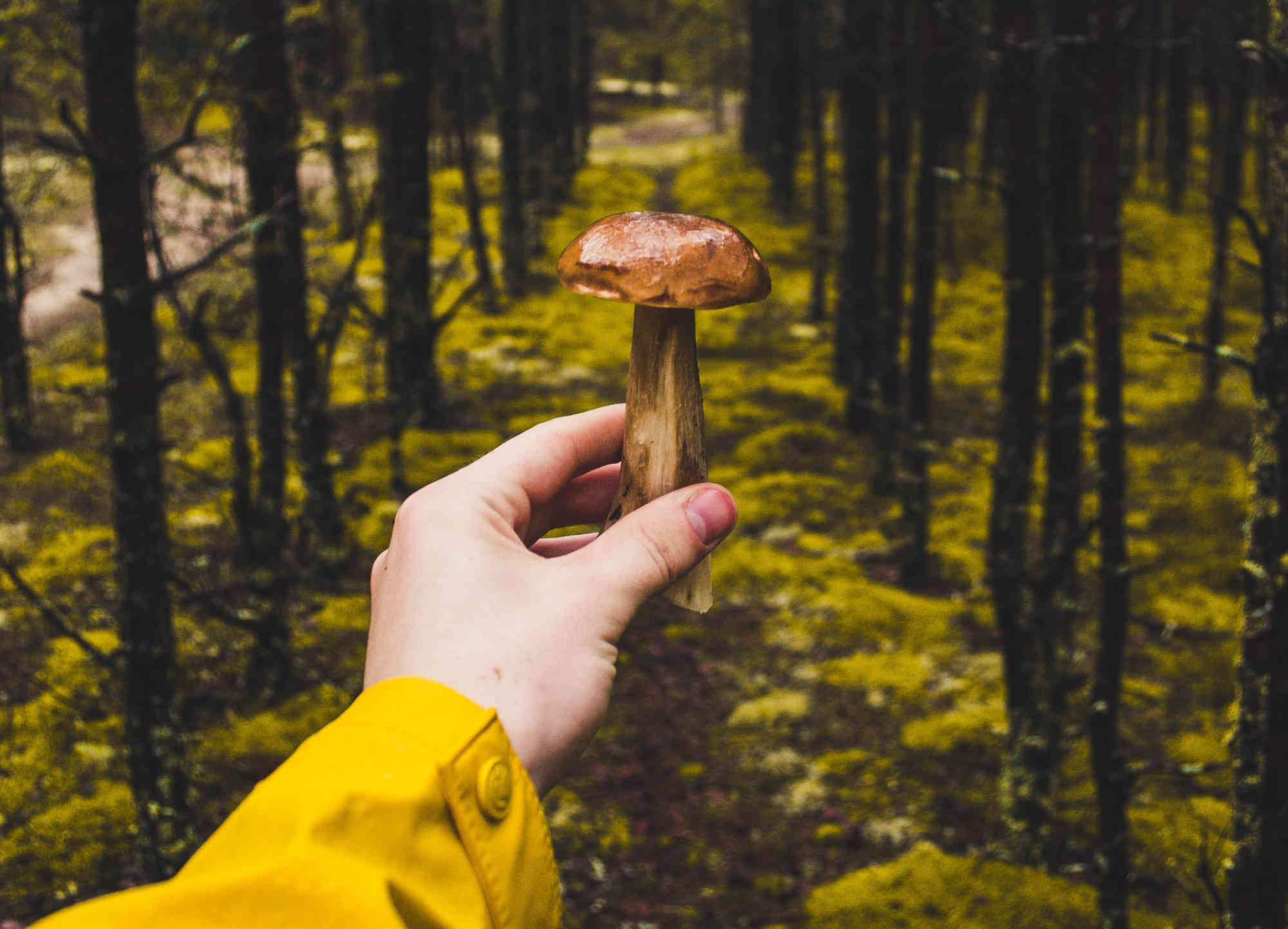 Les bienfaits des champignons contre le déclin cognitif