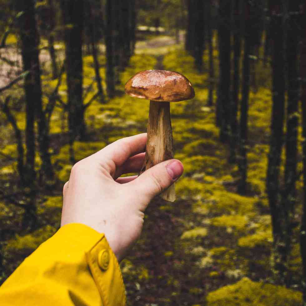 Les bienfaits des champignons contre le déclin cognitif