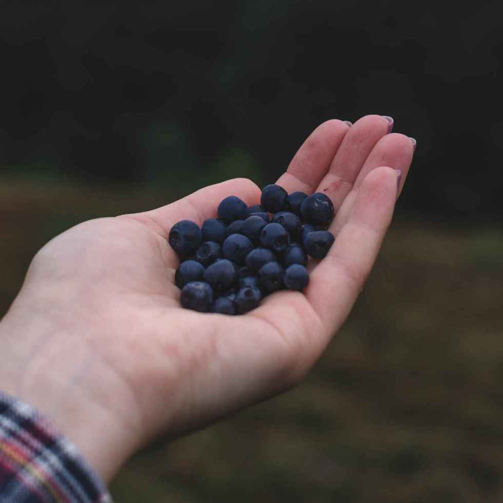 Manger 150 g de myrtilles par jour réduit de 15% le risque de maladie cardiovasculaire