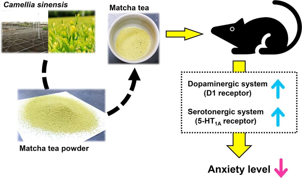 Etude scientifique sur le matcha