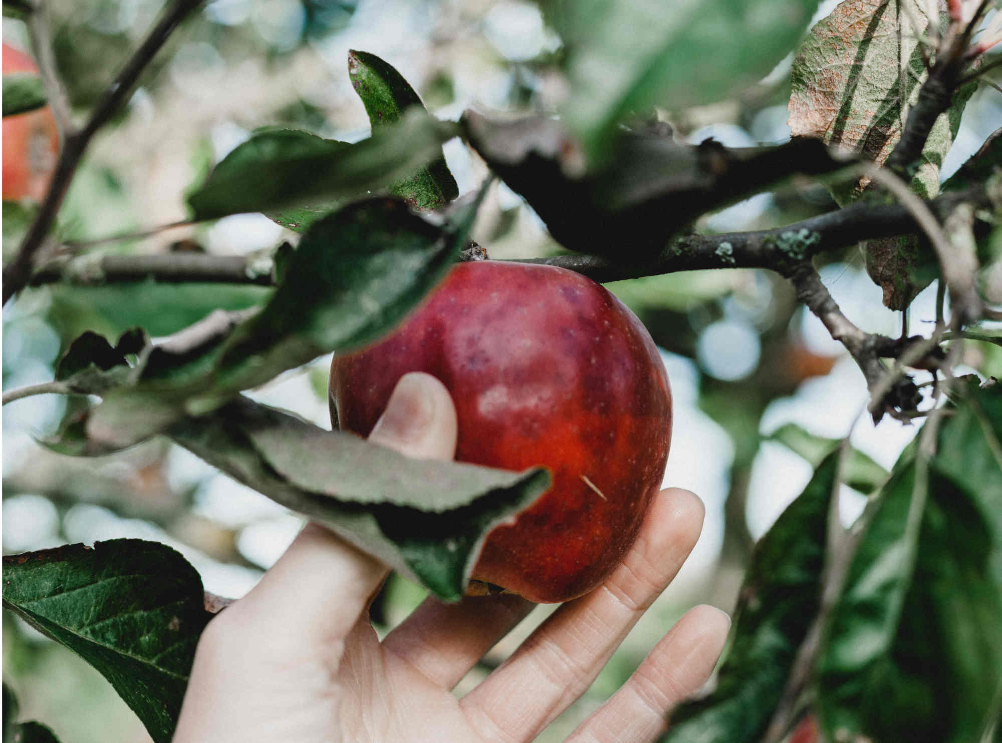Pourquoi les pommes bio sont meilleures pour la santé ?