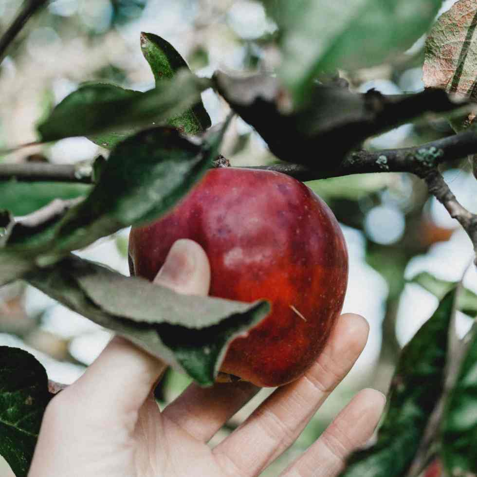 Pourquoi les pommes bio sont meilleures pour la santé ?