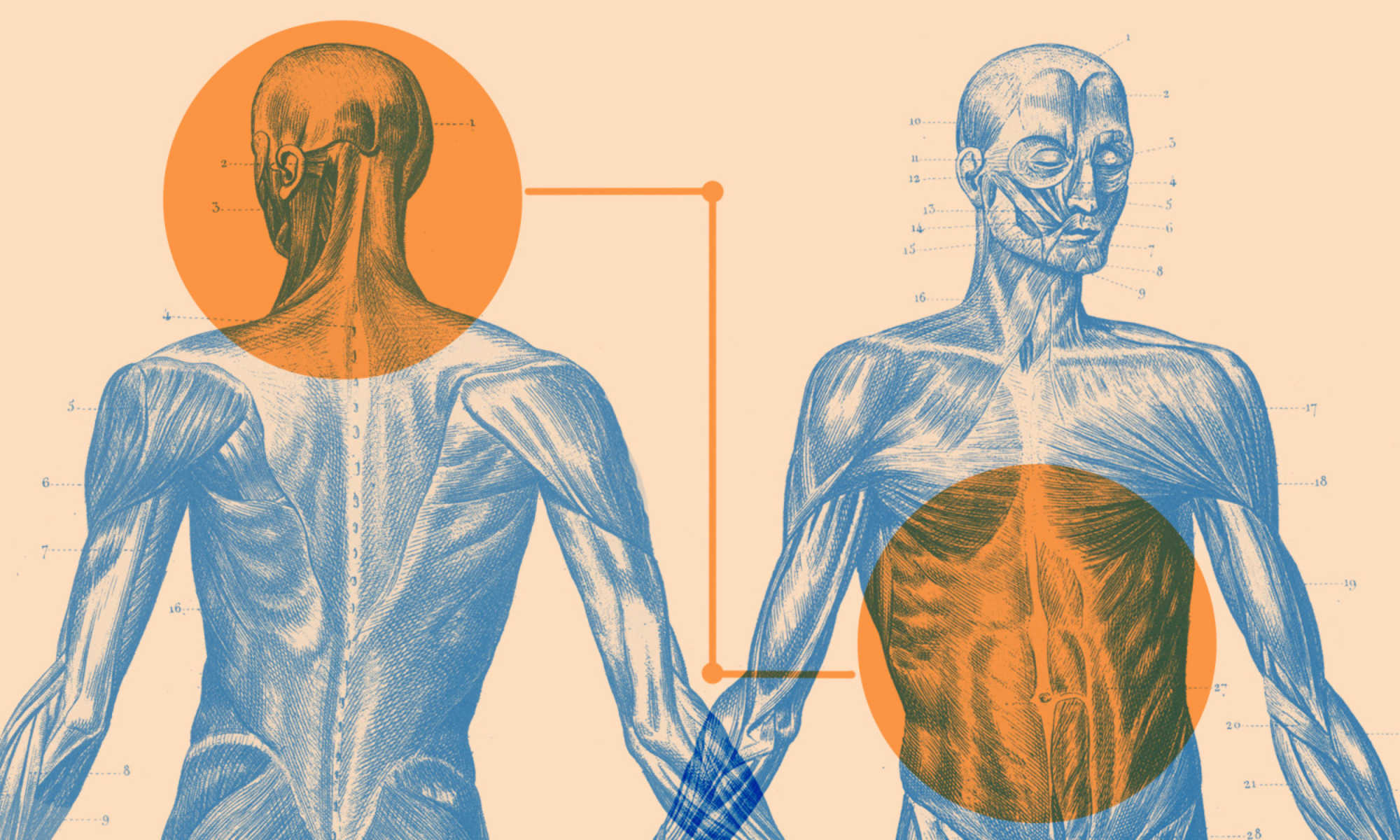 Découverte d'une connexion intestin-cerveau en lien avec l'obésité