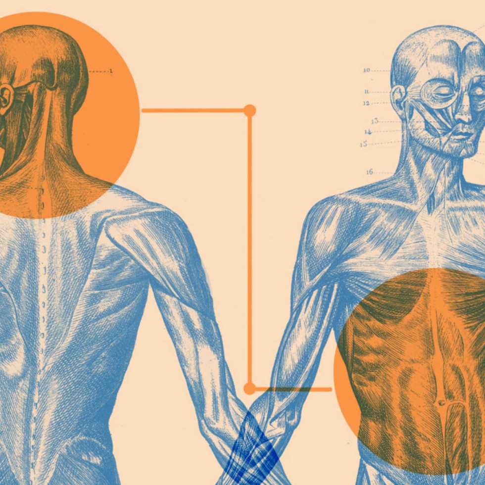 Découverte d'une connexion intestin-cerveau en lien avec l'obésité