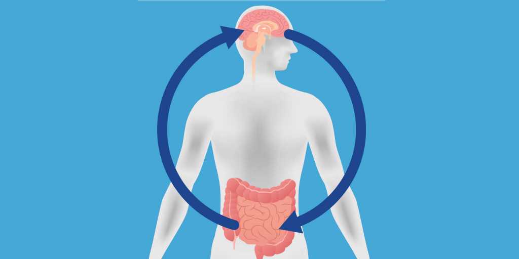 Intestin, cerveau et prise de poids