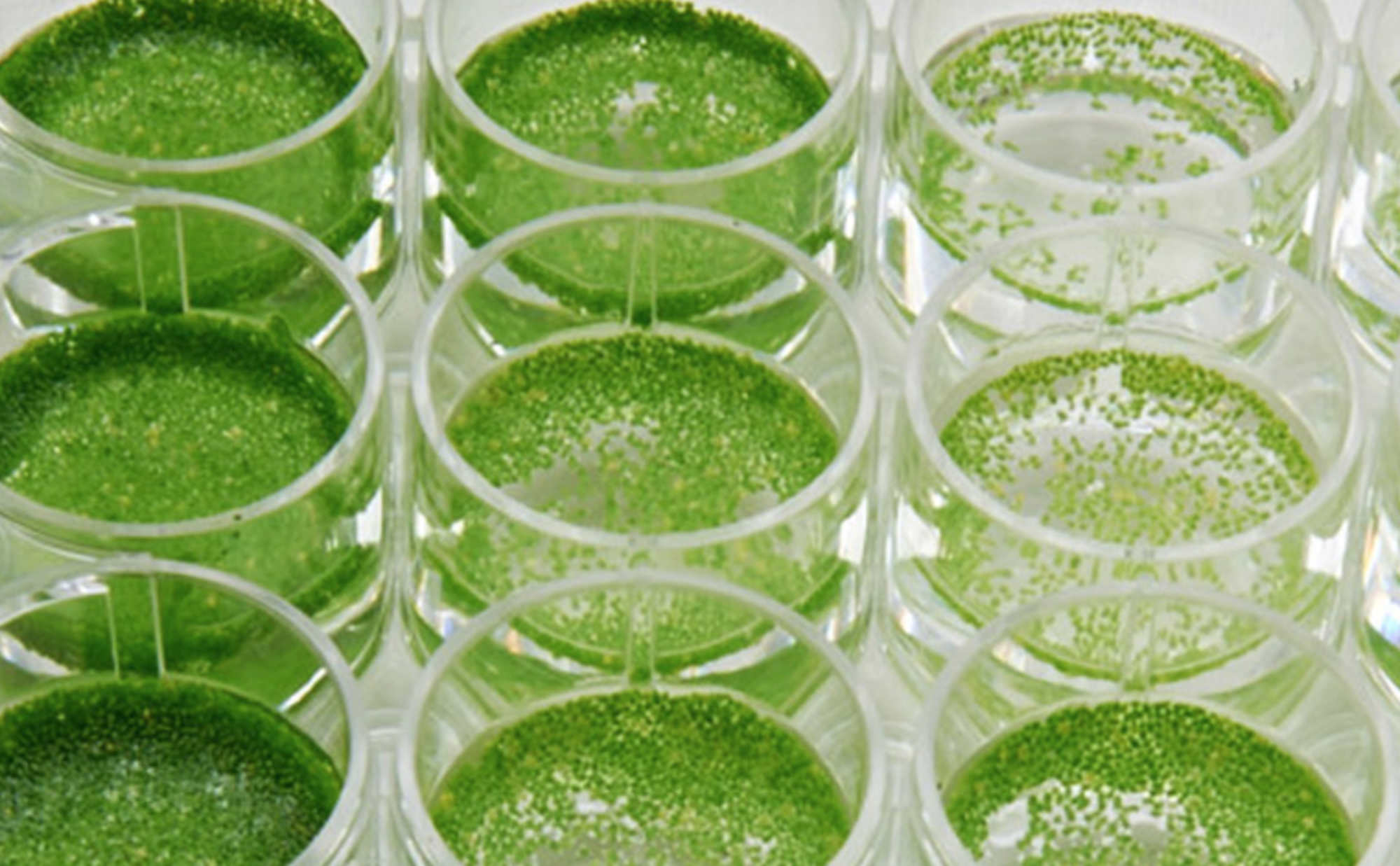 Une plante aquatique bientôt dans votre assiette