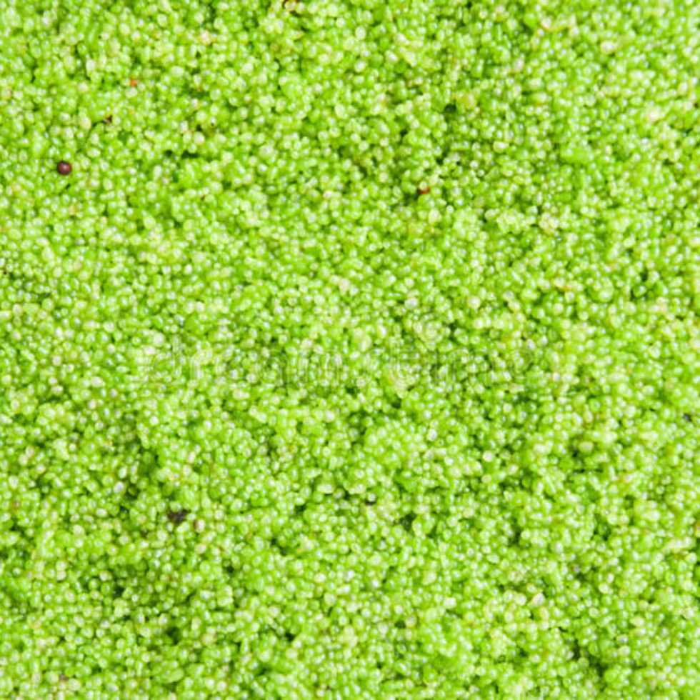 La mankai est un super-aliment prometteur pour la santé