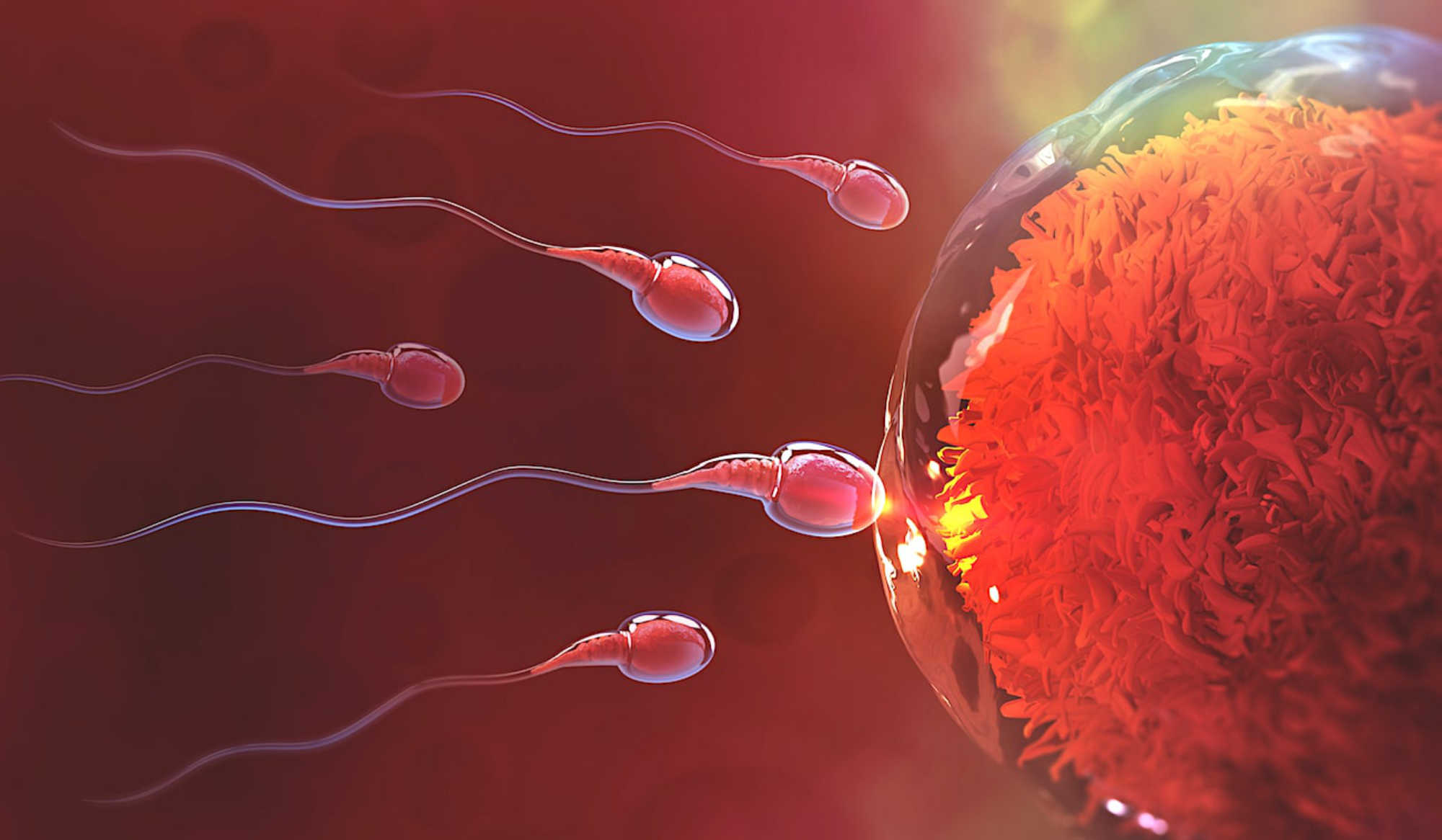 Phénomènes épigénétiques et sperme