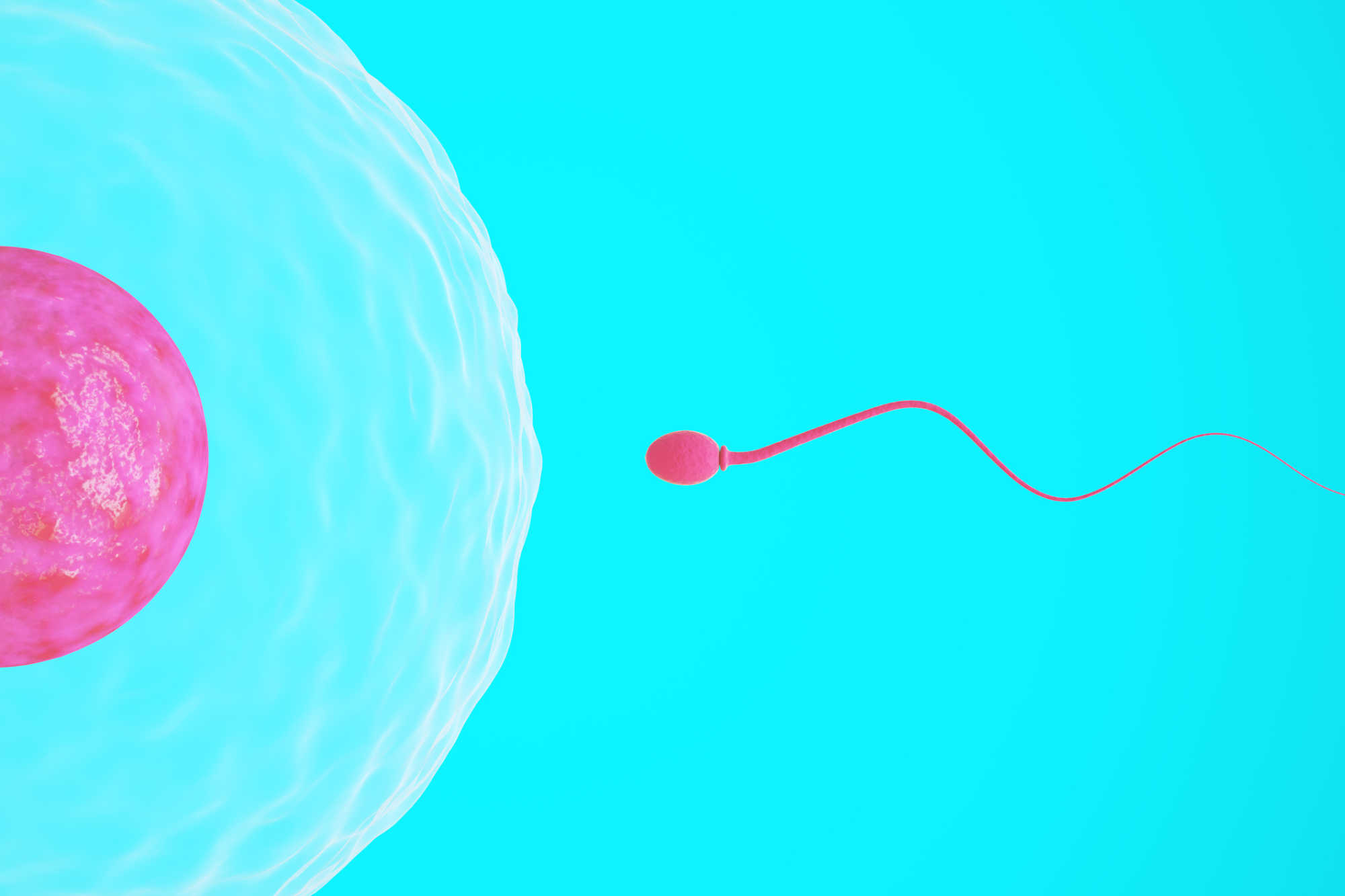 Le sperme humain réagit rapidement selon la qualité du régime alimentaire