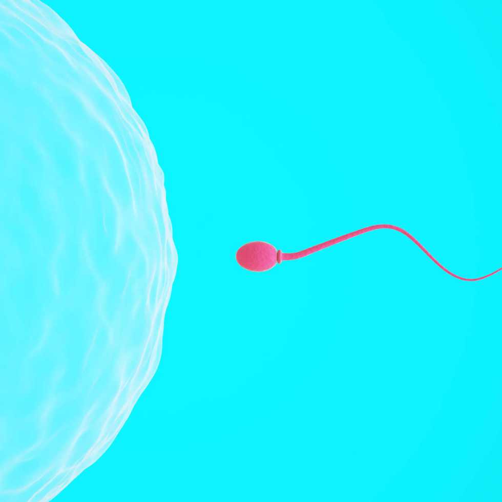 Le sperme humain réagit rapidement selon la qualité du régime alimentaire