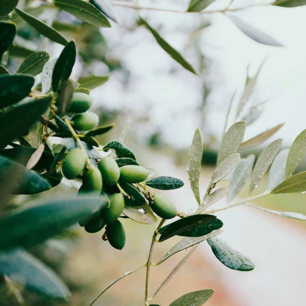 L'huile d'olive aide à ralentir les maladies liées au vieillissement
