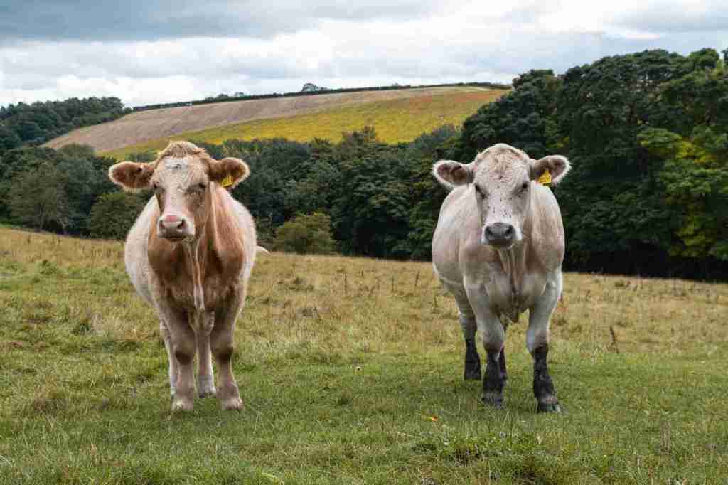 Jeunes bovins charolais en prairie.