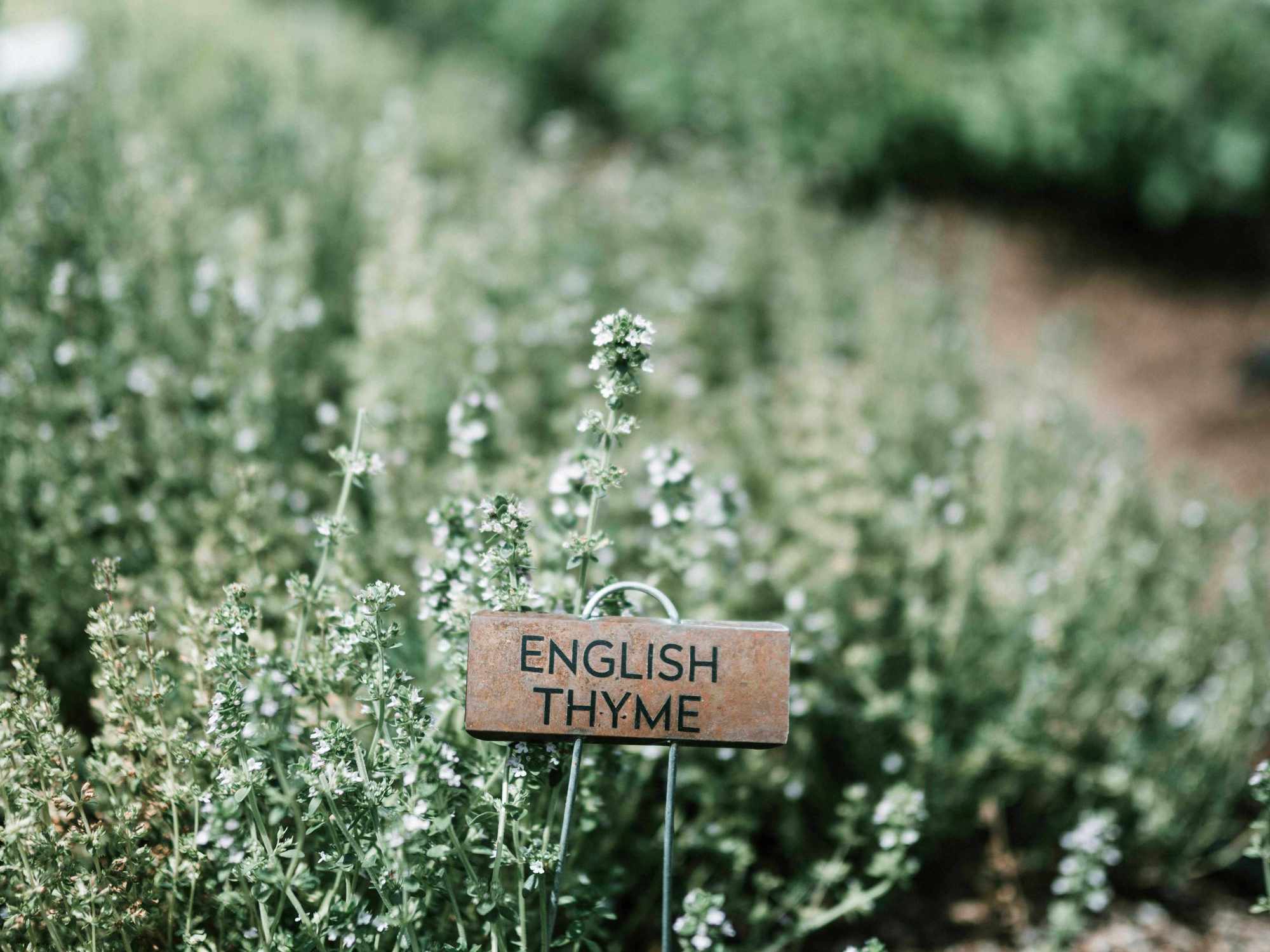 Thym et Nanodosage : Comment la Microfluidique Révolutionne l'Administration des Plantes Médicinales