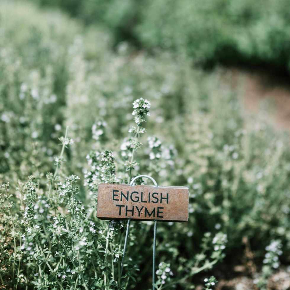 Thym et Nanodosage : Comment la Microfluidique Révolutionne l'Administration des Plantes Médicinales